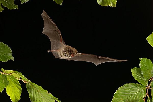 Daubenton's bat