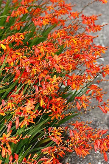 Montbretia