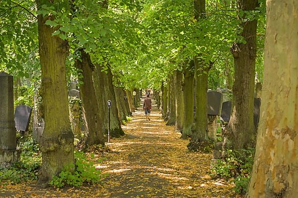 Lime trees