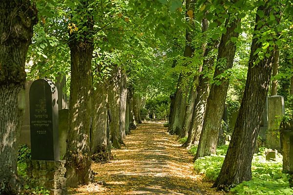 Old graves