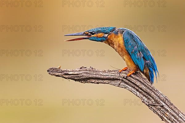 Common kingfisher