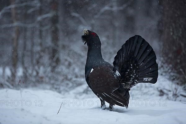 Western capercaillie