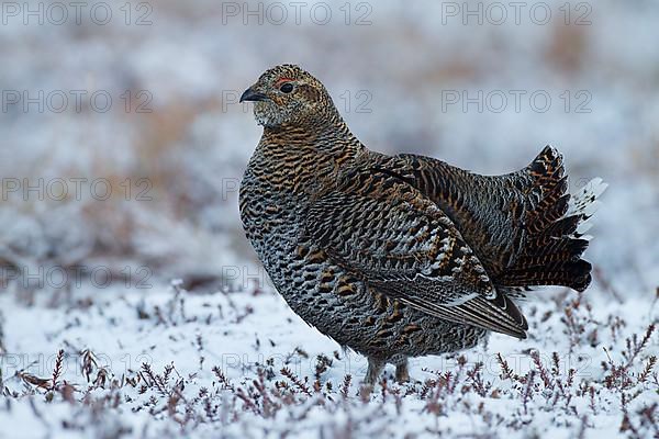 Black grouse