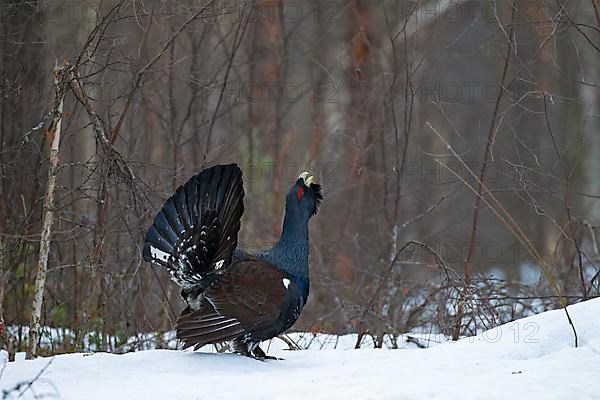 Western capercaillie