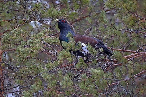 Western capercaillie