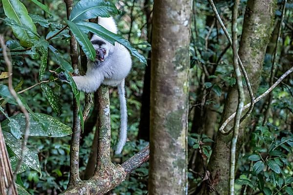 Silky sifaka