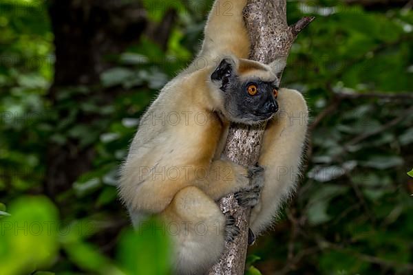 Golden-crowned sifaka