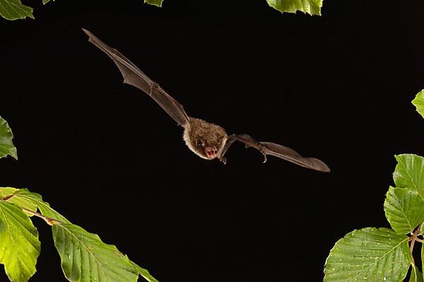 Daubenton's bat