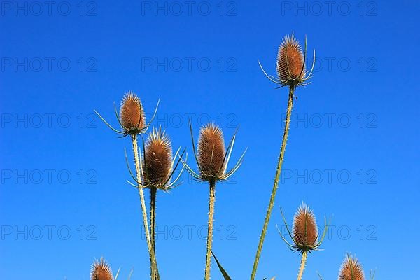 Wild teasels