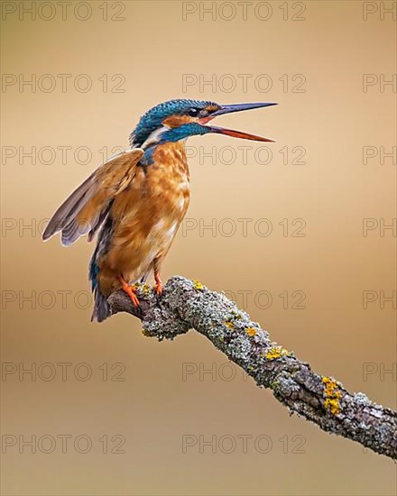 Common kingfisher