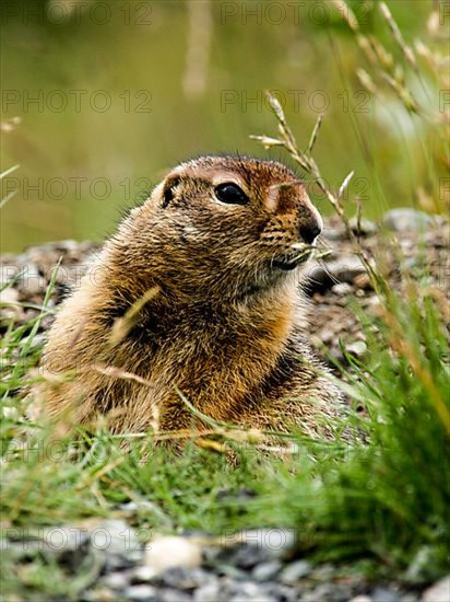 Arctic gopher