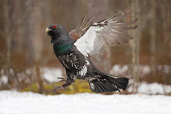 Western capercaillie