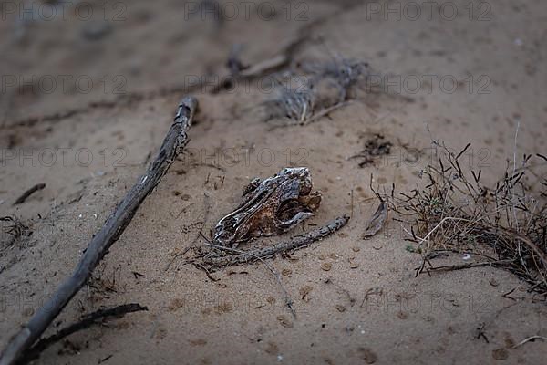 Dog skull on the beach in Sardegna Italy