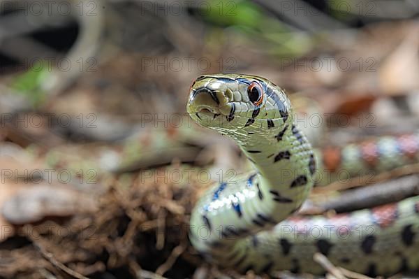 European ratsnake