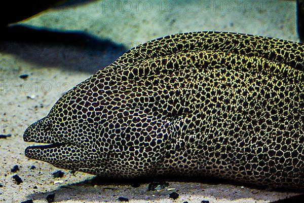 Giant Moray