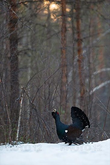 Western capercaillie