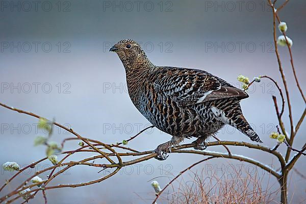 Black grouse