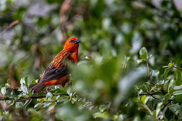 Madagascar red fody