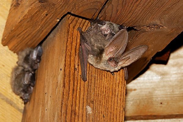 Brown long-eared bat