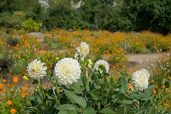 Dahlias