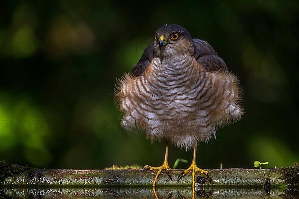 Eurasian sparrowhawk