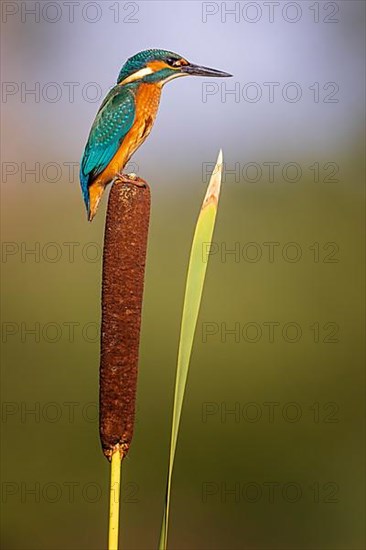 Common kingfisher