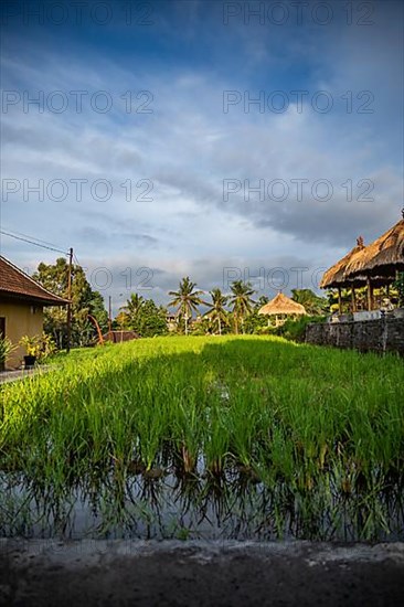 Rice field on a warm afternoon
