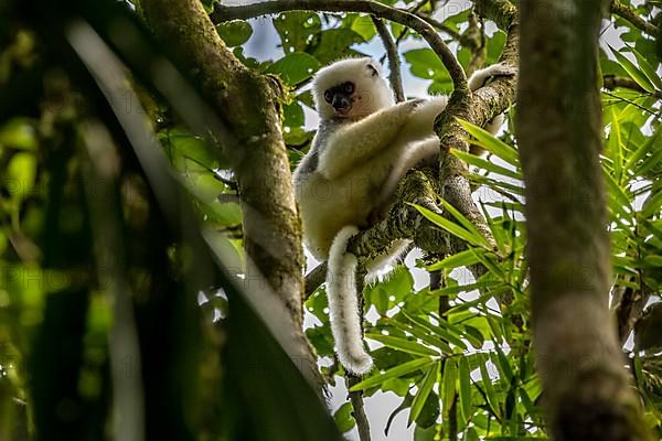 Golden-crowned sifaka