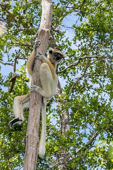 Golden-crowned sifaka