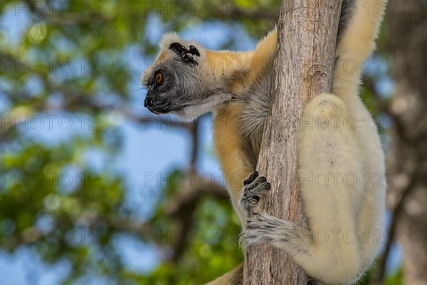 Golden-crowned sifaka