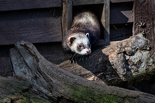 European polecat