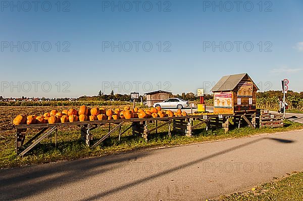 Pumpkins