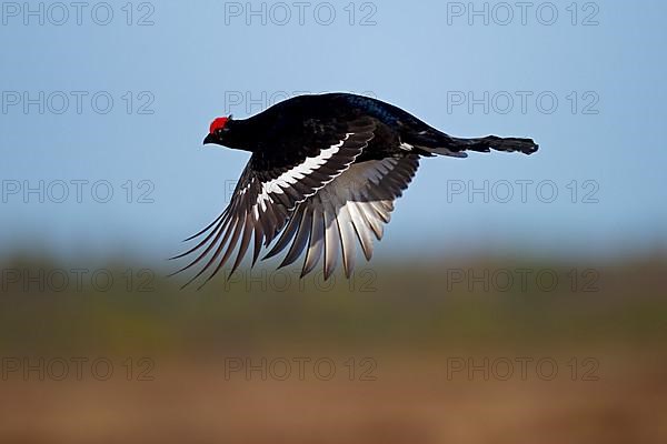 Black Grouse