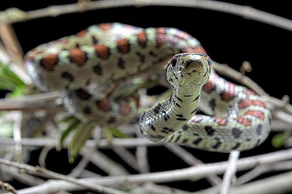 European ratsnake