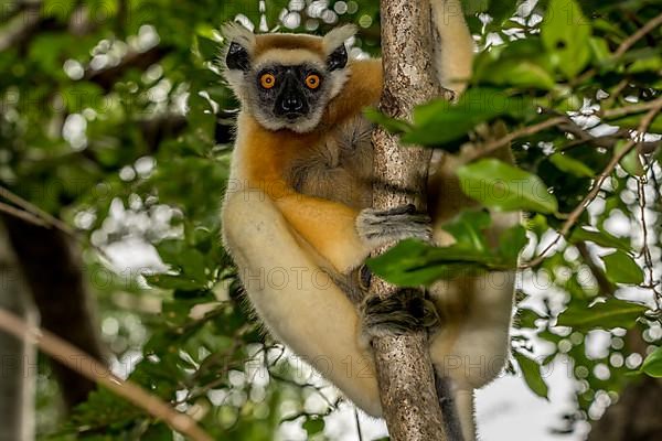 Golden-crowned sifaka