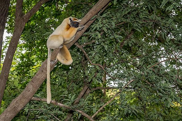 Golden-crowned sifaka