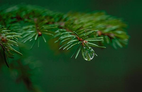 Macro shot of a fir branch with water drops