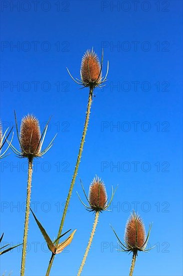 Wild teasels