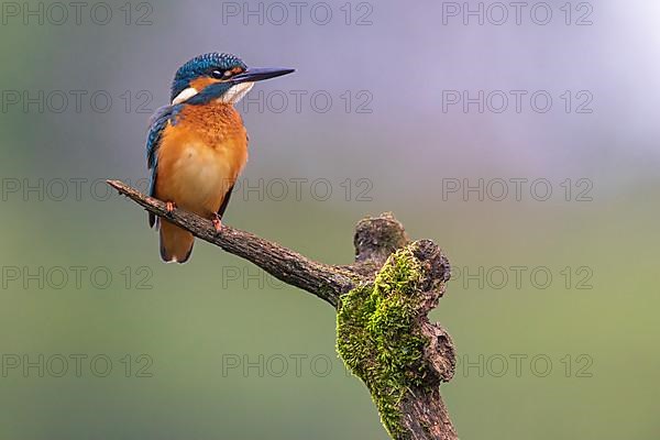 Common kingfisher