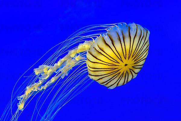 Yellow compass jellyfish