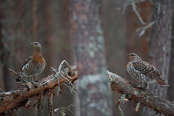 Western capercaillie