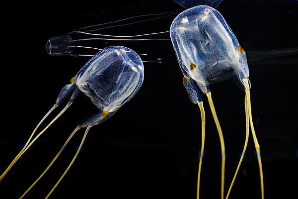 Moon common jellyfish