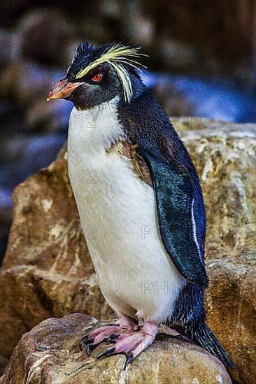 Southern rockhopper penguin