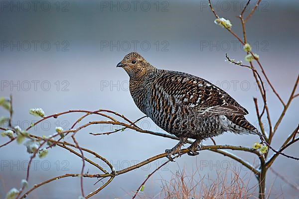 Black grouse