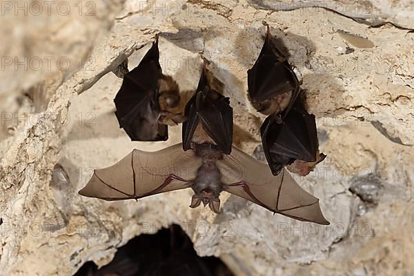 Lesser horseshoe bat