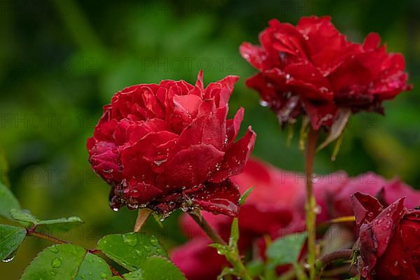 Macro shot of a rose with raindrops