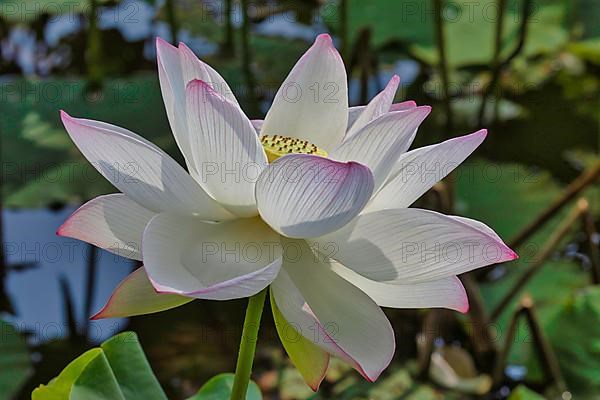 Lotus