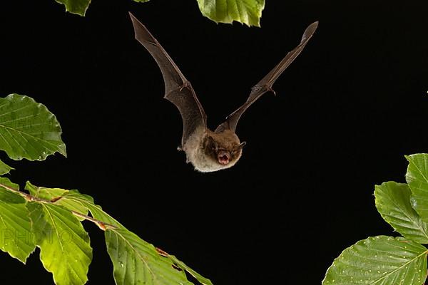 Daubenton's bat