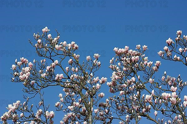 Chinese magnolia