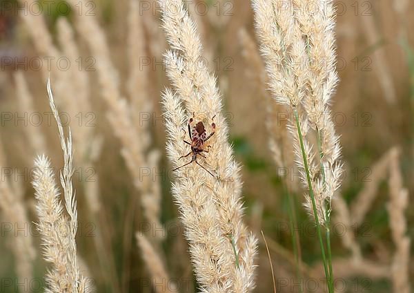 Western conifer seed bug